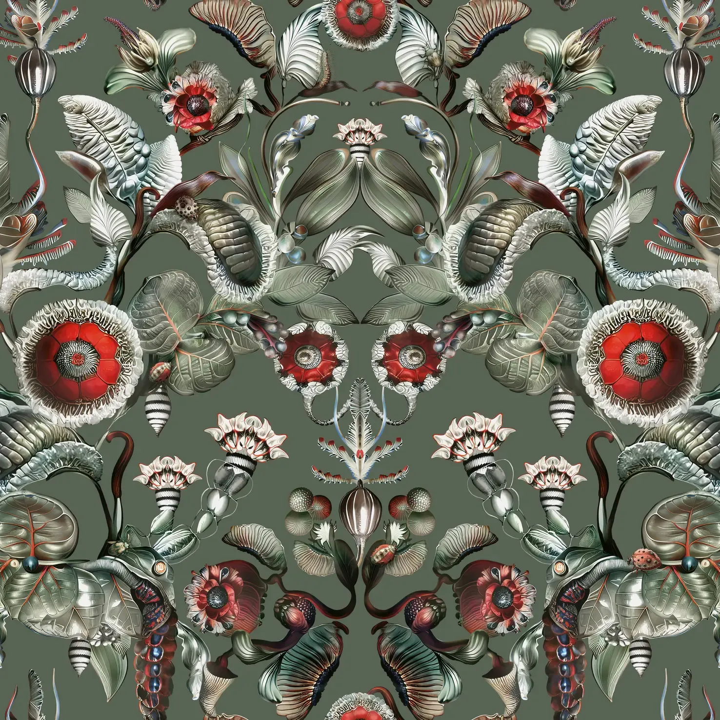 Coccinella Bella