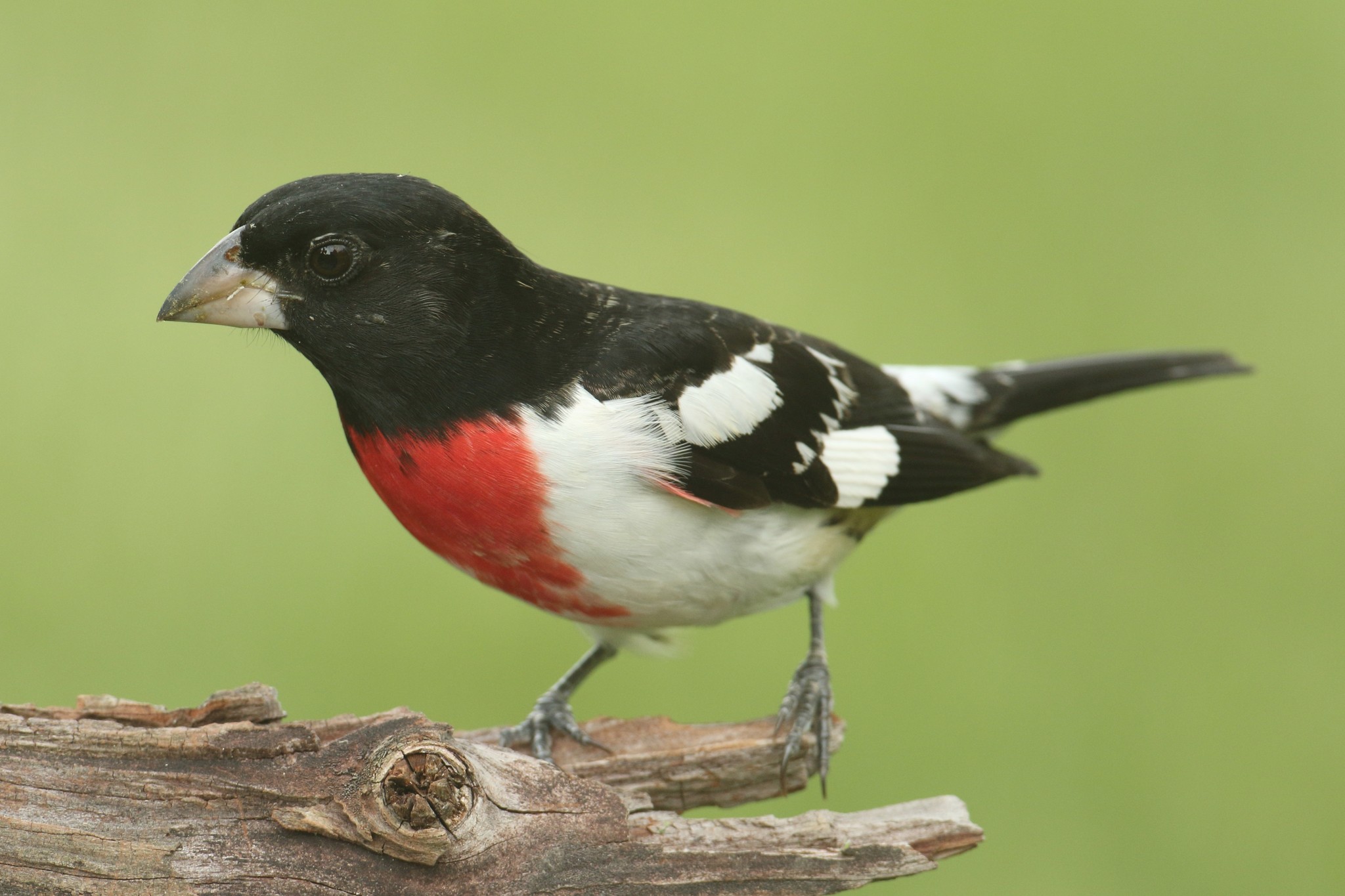 Join us for Spring Migration
