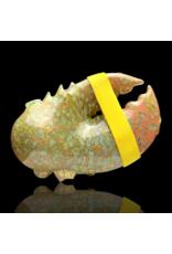 Color Barnacle Claw Pipe C Mrs Claws