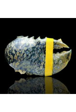 Mrs Claws Blue MIxed Color Hard Shell Barnacle Pipe