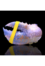 Mrs Claws Purple Hard Shell Barnacle Pipe C