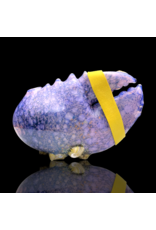 Mrs Claws Purple Hard Shell Barnacle Pipe B