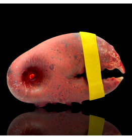 SB Red Claw Pipe Mrs Claws
