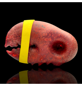 SB Red Lefty Claw Pipe Mrs Claws