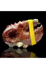 Mrs Claws Red Multi Barnacle Claw Pipe A