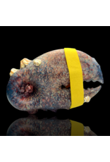 Mrs Claws Blue & Red Mulit Barnacle Claw