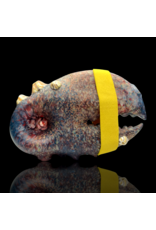 Mrs Claws Blue & Red Mulit Barnacle Claw