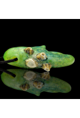 Mrs Claws Bright Green Hard Shell Barnacle Claw Pendant