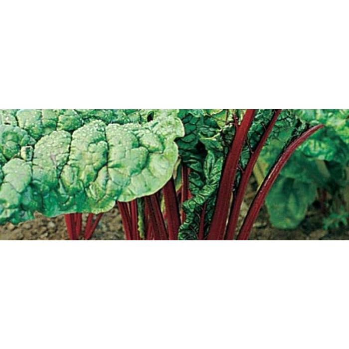 Bette a carde Rhubarb Red - Bio (100 semences)