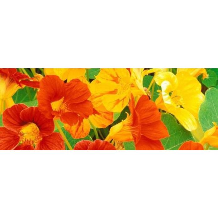 Capucine Jewel - bio - 25 semences