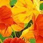 Capucine Jewel - bio - 25 semences