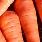 Carotte Red Cored Chantenay - Bio (800 semences)