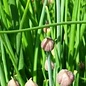 Ciboulette chinoise - Bio (200 semences)
