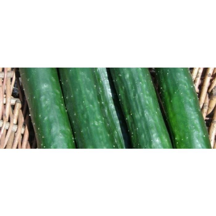 Concombre Libanais Green finger - Bio (20 semences)