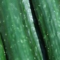 Concombre Libanais Green finger - Bio (20 semences)