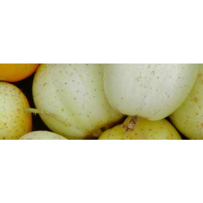 Concombre Citron - Bio (30 semences)