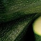 Courgette Dark green bio (25 semences)