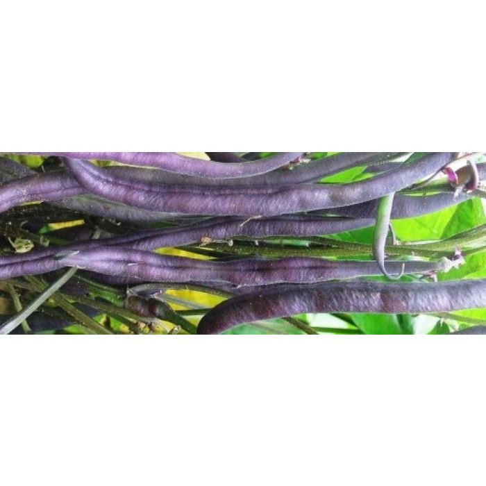 Haricot Royal Burgundy - Bio (50 semences)
