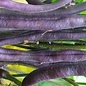 Haricot Royal Burgundy - Bio (50 semences)