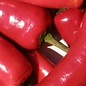 Piment Gorria Bio (20 semences)