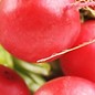 Radis Cherry Belle - Bio (300 semences)