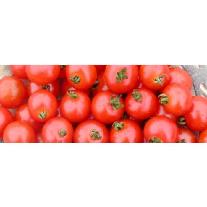 Tomate Sub-Arctic - Bio (35 semences)