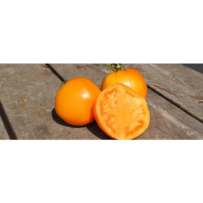 Tomate standard Jubilee bio (35 semences)