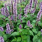 Agastache Coree bio (200 semences)