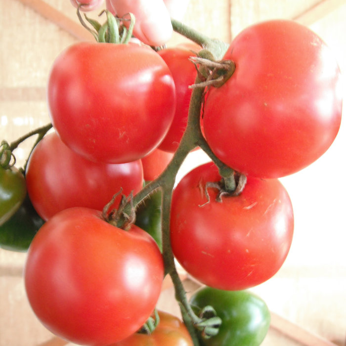 Tomate standard Stupice bio (35 semences)