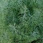 Aneth de jardin - Bio (400 semences)