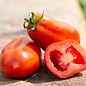 Tomate italienne San Manrzano bio (35 semences)
