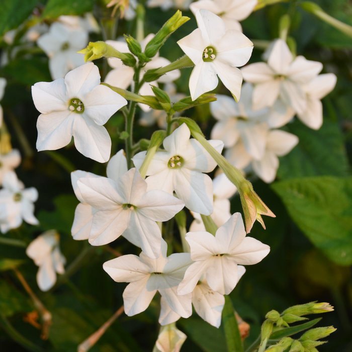 Oeillet d'Inde Carmen - Bio - Jardins de l'écoumène