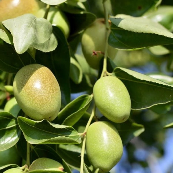 Huile de jojoba bio