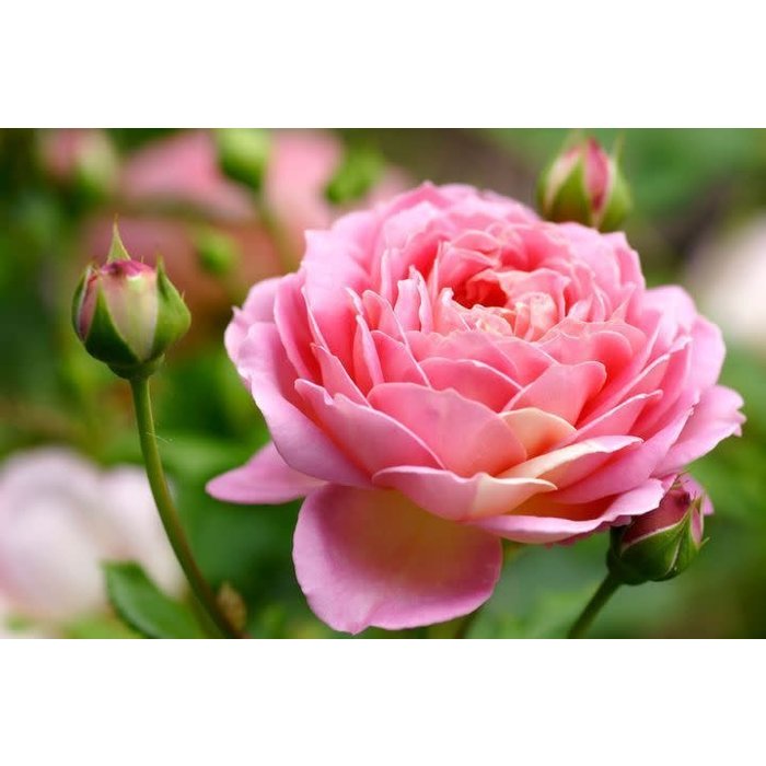 Hydrolat florale Rose de Damas