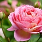 Hydrolat florale Rose de Damas