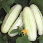 Concombre blanc de Hollande - Bio (30 semences)