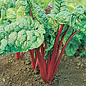 Bette a carde Rhubarb Red - Bio (100 semences)
