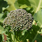 Brocoli de cicco bio (150 semences)