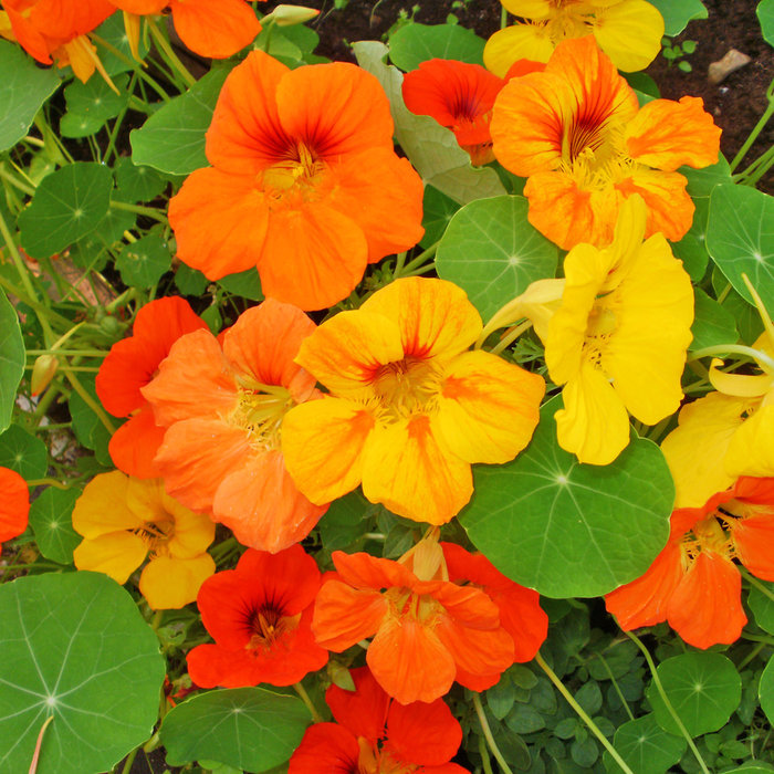 Capucine Jewel - bio - 20 semences