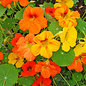 Capucine Jewel - bio - 25 semences