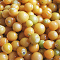 Cerise de terre Golden Husk - Bio (50 semences)
