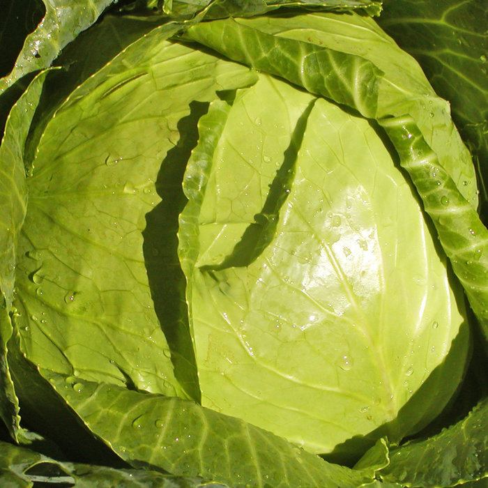 Chou pomme Copenhagen - bio - 150 semences