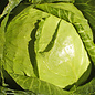 Chou pomme Copenhagen - bio - 150 semences