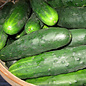 Concombre Marketmore 76 bio (35 semences)