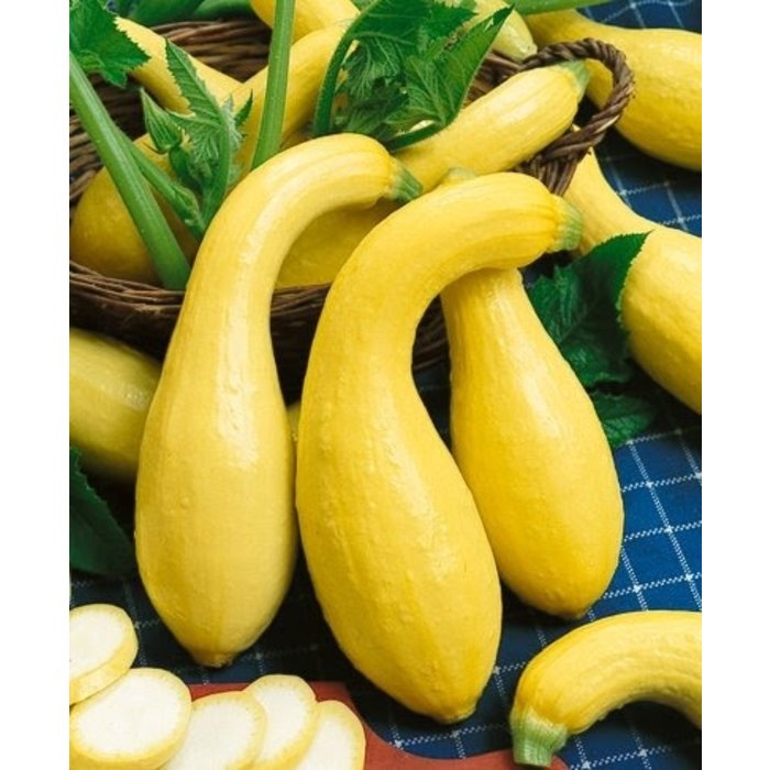 Courgette Yellow Crookneck