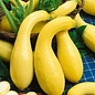 Courgette Yellow Crookneck