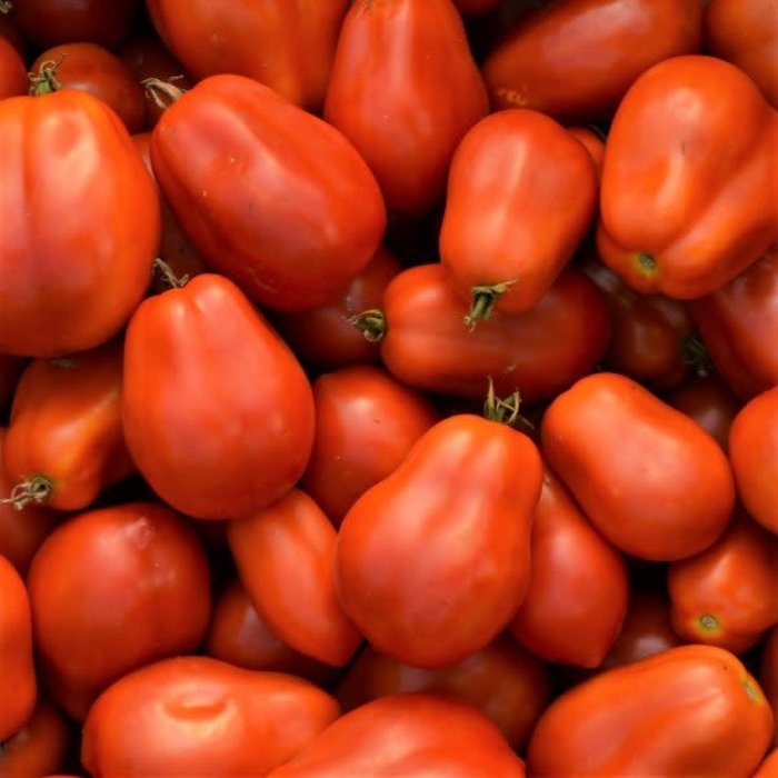 Tomate italienne Roma - Bio (35 semences)