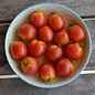 Tomate standard Glacier - Bio (35 semences)