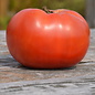 Tomate standard Rose de Berne - Bio (35 semences)