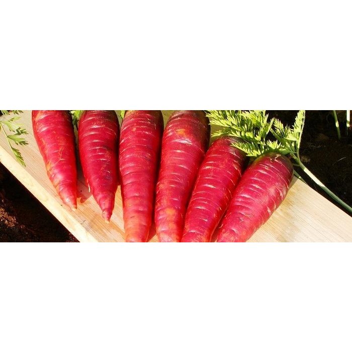 Carotte Purple Dragon - bio - 300 semences